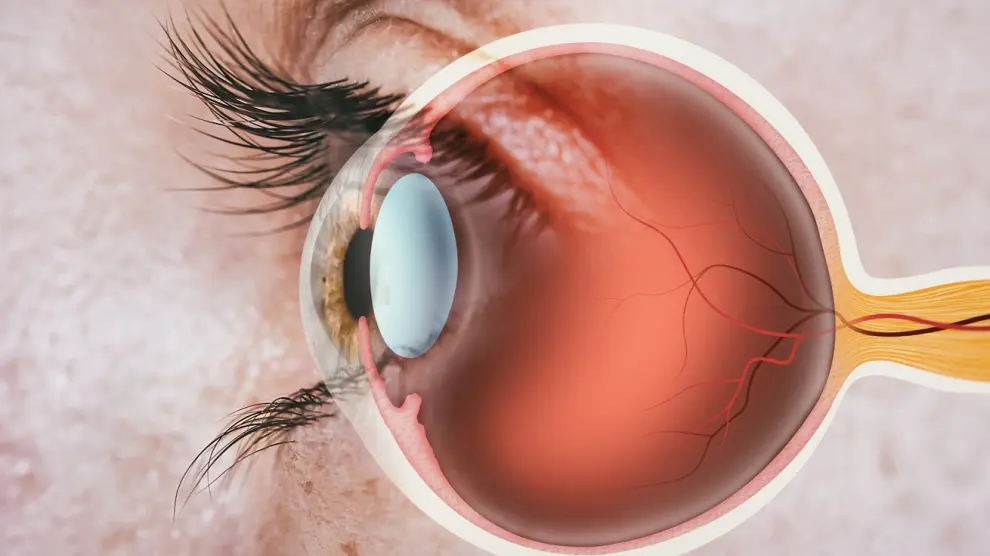 fotografía 3d que detalla como es el ojo por dentro mostrando sus partes. principalmente la retina